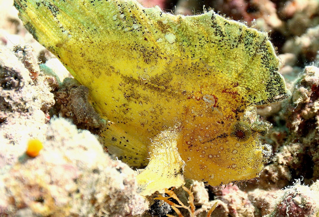 Sipadan_2015_Poisson scorpion feuille_Taenianotus triacanthus_IMG_2901_rc.jpg